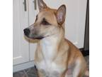 Adopt Suki a Tan/Yellow/Fawn Whippet / Corgi dog in King City, ON (41021602)