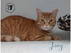 Adopt Joey AND Phoebe a Orange or Red Domestic Shorthair / Mixed (short coat)