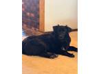 Adopt Sirius a Black Australian Shepherd / Mixed Breed (Large) / Mixed dog in