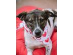 Adopt Libra a White - with Brown or Chocolate Foxhound / English Pointer / Mixed