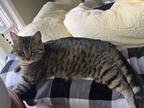Adopt Flower a Gray or Blue Tabby / Mixed (medium coat) cat in Yellow Springs