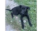 Adopt Carrie a Black Australian Cattle Dog / American Pit Bull Terrier dog in