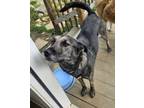 Adopt Mavis a Black - with White Dutch Shepherd / Mixed dog in White House