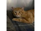 Adopt Jack a Orange or Red Tabby Domestic Shorthair (short coat) cat in Byron
