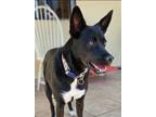 Adopt Opal a Black - with White Terrier (Unknown Type, Medium) / Border Collie /