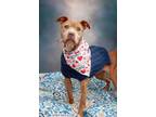 Adopt Carmela a American Pit Bull Terrier / Mixed dog in Huntsville