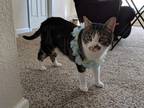 Adopt Lady Marshawn a Brown Tabby Tabby / Mixed (medium coat) cat in Waxhaw