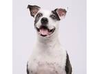 Adopt Bubbles a Tan/Yellow/Fawn American Pit Bull Terrier / Mixed Breed (Medium)