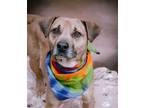 Adopt Coffee a Black Mouth Cur / Boxer / Mixed dog in Huntsville, TX (40519570)