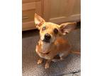 Adopt Peanut a Red/Golden/Orange/Chestnut Rat Terrier / Mixed dog in Hayesville