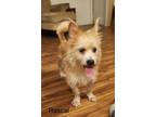 Adopt Rascal #6 a Brindle Cairn Terrier / Mixed Breed (Medium) / Mixed (short