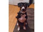 Adopt Leo a Black - with White Beagle / Husky / Mixed dog in Pittsburgh