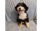 Adopt Yogi a Tricolor (Tan/Brown & Black & White) Poodle (Miniature) / Bernese