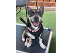 Adopt Sage a Black - with Tan, Yellow or Fawn Shepherd (Unknown Type) / Basset