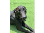 Adopt Brutus a Black Dutch Shepherd / Labrador Retriever / Mixed dog in