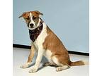 Adopt Vortex a Brown/Chocolate - with White Great Pyrenees / Labrador Retriever