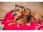 Adopt Wendolyn a Labrador Retriever / Terrier (Unknown Type