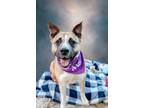 Adopt Jessie a Black Mouth Cur / Mixed dog in Huntsville, TX (40519582)