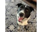 Adopt Mullato a Black - with White Border Collie / Australian Shepherd dog in