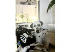 Adopt Lucifer a White - with Black Dalmatian / Mixed dog in Oakland