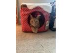 Adopt Cali- Sophia and Cleopatra (bonded) a Orange or Red Tabby Tabby / Mixed