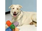 Adopt Blizzard a White - with Tan, Yellow or Fawn Great Pyrenees / Labrador