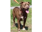 Adopt Beauty 39294 a Brown/Chocolate - with White Labrador Retriever / Pit Bull