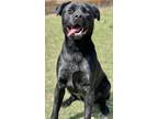 Adopt Ash a Labrador Retriever / Mixed dog in Great Bend, KS (40315059)