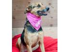 Adopt River a German Shepherd Dog / Doberman Pinscher / Mixed dog in Huntsville
