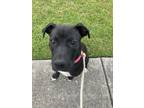 Adopt Tilly a Terrier (Unknown Type, Small) / Mixed dog in Mobile, AL (41149419)