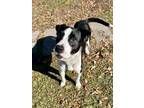 Adopt Clancy a American Pit Bull Terrier / Mixed dog in Mobile, AL (40220292)
