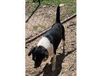 Adopt Snuggles a Black - with White Jack Russell Terrier / Terrier (Unknown
