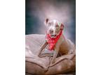 Adopt Yasmin a Tan/Yellow/Fawn Weimaraner / Pit Bull Terrier / Mixed dog in