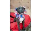 Adopt Kia Lia a Brindle - with White German Shepherd Dog / Boxer / Mixed dog in