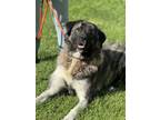 Adopt Mila a Tricolor (Tan/Brown & Black & White) Anatolian Shepherd / German