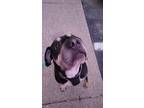 Adopt Gravy a Tricolor (Tan/Brown & Black & White) Shar Pei / Mutt / Mixed dog
