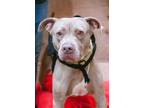Adopt Lucy a Tan/Yellow/Fawn American Staffordshire Terrier / Mixed dog in