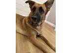 Adopt Cecil a Red/Golden/Orange/Chestnut - with Black German Shepherd Dog /