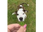 Adopt Candy Corn a White Mixed Breed (Medium) / Mixed Breed (Medium) / Mixed