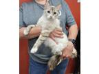 Adopt Lilac a Cream or Ivory (Mostly) Siamese (short coat) cat in Parsons