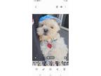 Adopt Koah a White Poodle (Miniature) / Pekingese / Mixed dog in Bensalem