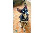 Adopt Emory a Black - with Tan, Yellow or Fawn Miniature Pinscher / Australian