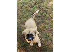 Adopt Fuzz a Tan/Yellow/Fawn - with White Great Pyrenees / Anatolian Shepherd /