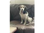 Adopt Blue Falcon a Tricolor (Tan/Brown & Black & White) Beagle / Mixed dog in
