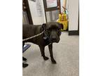 Adopt Babe a Black American Pit Bull Terrier / Mixed Breed (Medium) / Mixed