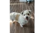 Adopt Hufflepuff a White - with Tan, Yellow or Fawn Tibetan Terrier / Mixed dog