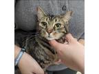 Adopt Aspen a Brown Tabby Domestic Shorthair / Mixed Breed (Medium) / Mixed
