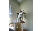 Adopt Kenny the Kat a All Black Domestic Shorthair / Mixed Breed (Medium) /