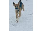 Adopt Fred a Tan/Yellow/Fawn - with Black Bloodhound / Great Pyrenees / Mixed