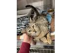 Adopt O.G. a American Shorthair / Mixed (short coat) cat in Carthage